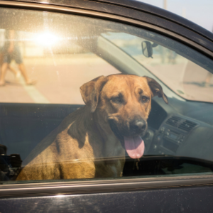All-tenet-Signs-of-heat-illness-DIG-IMG-300x300-2026_09 Never Leave Children or Pets in a Closed Vehicle